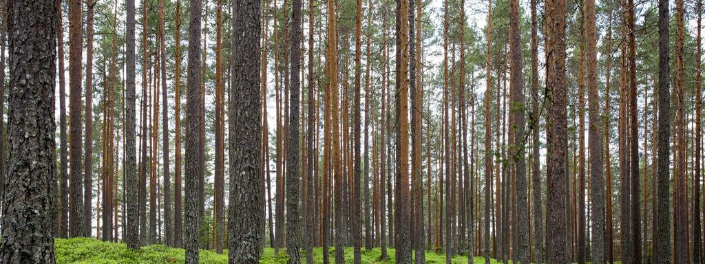 Foto di copertina